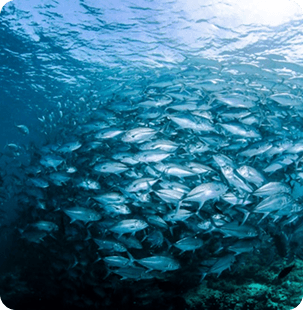 Ocean Guardian Workshops